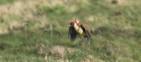 Predator weasel rides into battle on a woodpecker | The New Daily