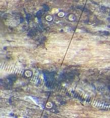 Attēlu rezultāti vaicājumam “Licea testudinacea plasmodium”