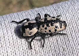 Attēlu rezultāti vaicājumam “Zopheridae”