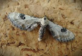 Attēlu rezultāti vaicājumam “Eupithecia centaureata”