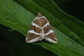 Attēlu rezultāti vaicājumam “Deltote bankiana”