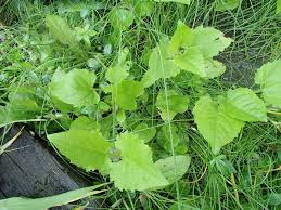 Attēlu rezultāti vaicājumam “Campanula rapunculoides leaf”