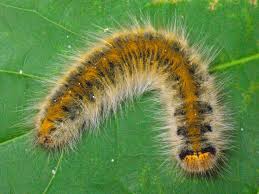 Attēlu rezultāti vaicājumam “Lasiocampa trifolii”