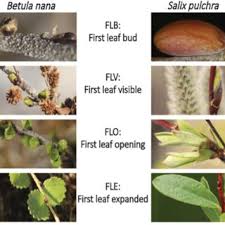 Attēlu rezultāti vaicājumam “Betula nana female flower”