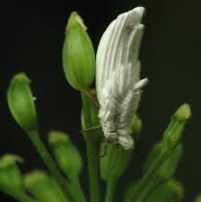 Attēlu rezultāti vaicājumam “Orthezia urticae”