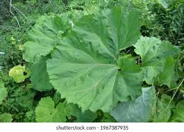 Image result for Petasites officinalis