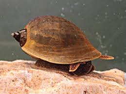 Attēlu rezultāti vaicājumam “Lymnaeidae”