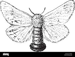 Attēlu rezultāti vaicājumam “Lymantriidae”