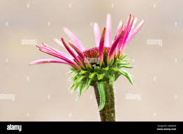 Attēlu rezultāti vaicājumam “Echinacea purpurea bud”