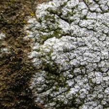 Attēlu rezultāti vaicājumam “Pertusaria amara”