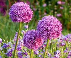 Attēlu rezultāti vaicājumam “Allium cepa flower”