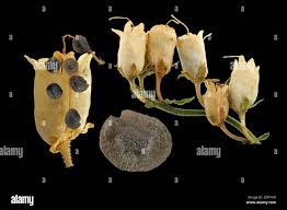 Attēlu rezultāti vaicājumam “Linaria vulgaris bud”