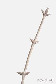 Attēlu rezultāti vaicājumam “Lonicera xylosteum bud”