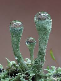 Attēlu rezultāti vaicājumam “Didymium bahiense macro”