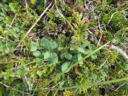 Attēlu rezultāti vaicājumam “Salix myrtilloides”