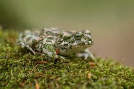 Attēlu rezultāti vaicājumam “Pseudepidalea viridis adult”