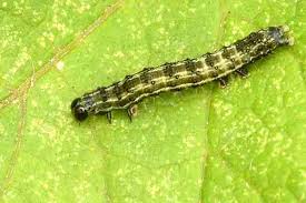 Attēlu rezultāti vaicājumam “Autographa gamma”