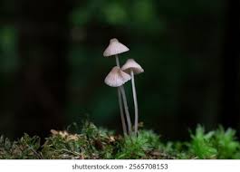 Attēlu rezultāti vaicājumam “Mycena filopes”