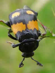 Attēlu rezultāti vaicājumam “Nicrophorus vespilloides”