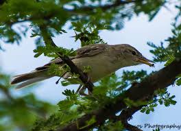 Image result for Hippolais pallida