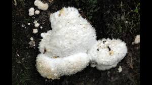 Attēlu rezultāti vaicājumam “Postia ptychogaster”