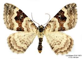 Attēlu rezultāti vaicājumam “Xanthorhoe montanata”