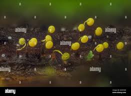 Attēlu rezultāti vaicājumam “Physarum viride var. aurantium spores”