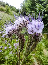 Attēlu rezultāti vaicājumam “Phacelia tanacetifolia leaf”
