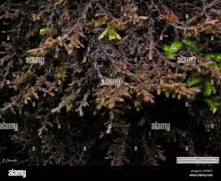 Attēlu rezultāti vaicājumam “Frullania tamarisci”