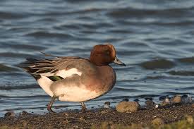 Attēlu rezultāti vaicājumam “Anas penelope”