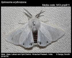 Attēlu rezultāti vaicājumam “Spilosoma sp.”