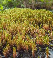 Attēlu rezultāti vaicājumam “Bryum schleicheri”