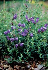 Attēlu rezultāti vaicājumam “Dracocephalum ruyschiana fruit”