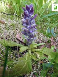 Attēlu rezultāti vaicājumam “Ajuga pyramidalis leaf”