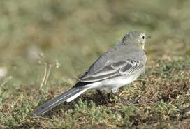 Attēlu rezultāti vaicājumam “Motacilla alba juvenile”