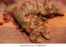 Image result for Scyllarides latus