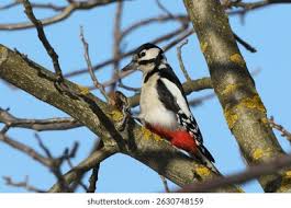 Attēlu rezultāti vaicājumam “Dendrocopos major”