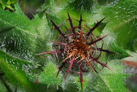 Image result for Cnicus benedictus