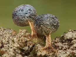 Attēlu rezultāti vaicājumam “Physarum bryomacrocarpum spores”