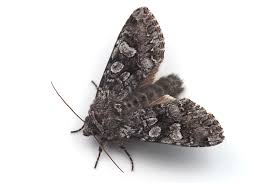 Attēlu rezultāti vaicājumam “Papestra biren”