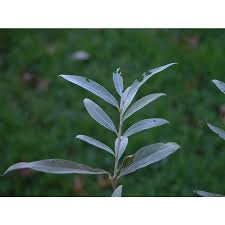 Attēlu rezultāti vaicājumam “Salix alba var. sericea”