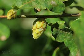 Attēlu rezultāti vaicājumam “Andricus foecundatrix”