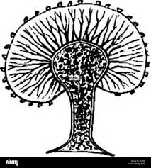 Attēlu rezultāti vaicājumam “Trichia varia sessile”