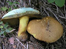 Attēlu rezultāti vaicājumam “Suillus variegatus”