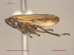 Attēlu rezultāti vaicājumam “Philaenus spumarius”