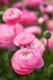 Attēlu rezultāti vaicājumam “Ranunculus brunnescens”