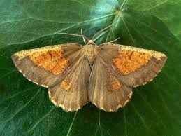 Attēlu rezultāti vaicājumam “Angerona prunaria”