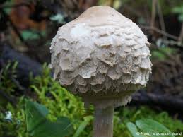 Attēlu rezultāti vaicājumam “Macrolepiota rhacodes”