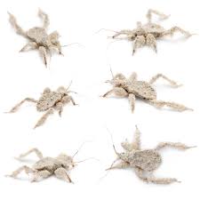 Attēlu rezultāti vaicājumam “Reduvius personatus”