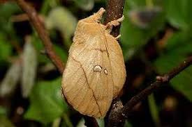 Attēlu rezultāti vaicājumam “Euthrix potatoria imago”